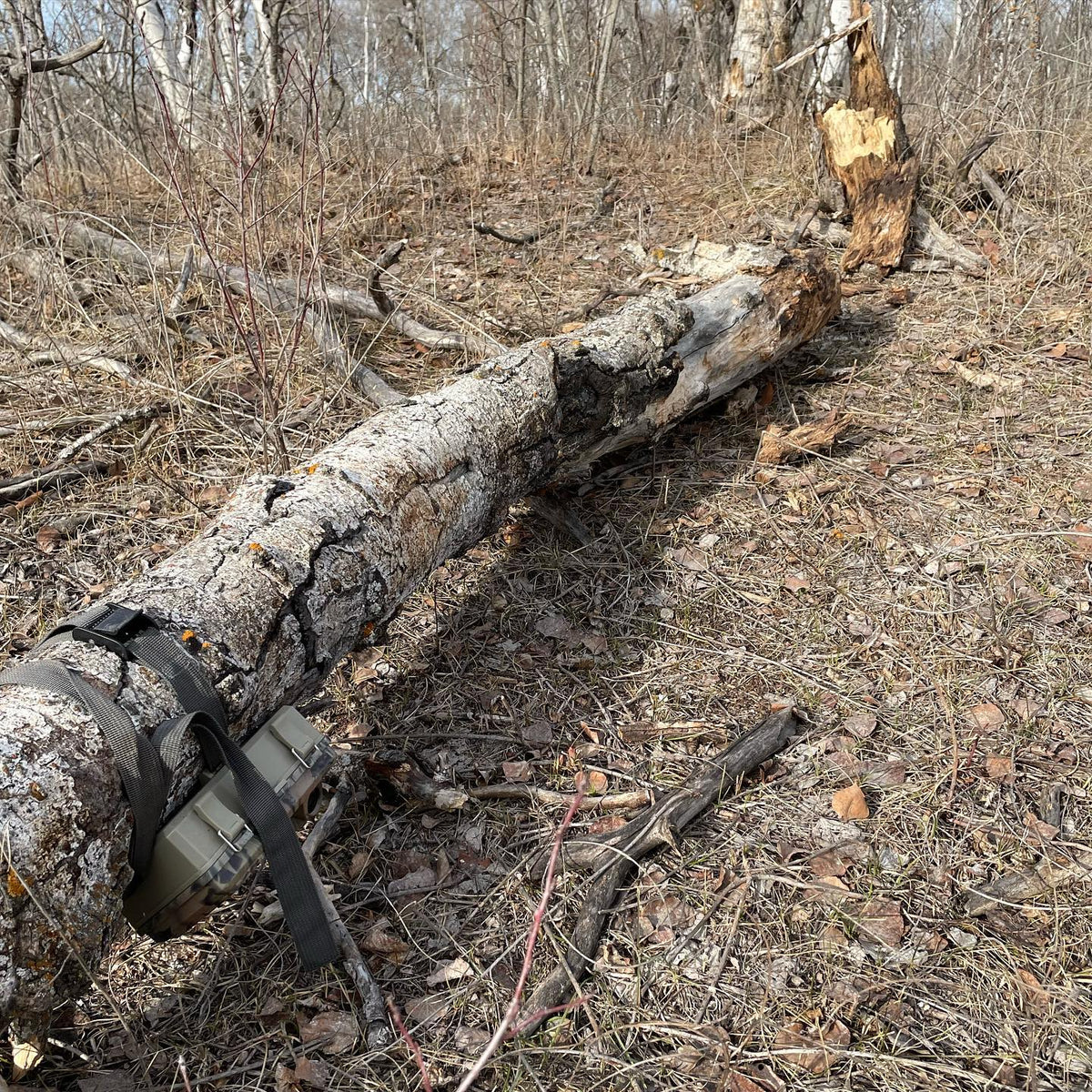 the tree holding our trailcam, and it was in the perfect spot