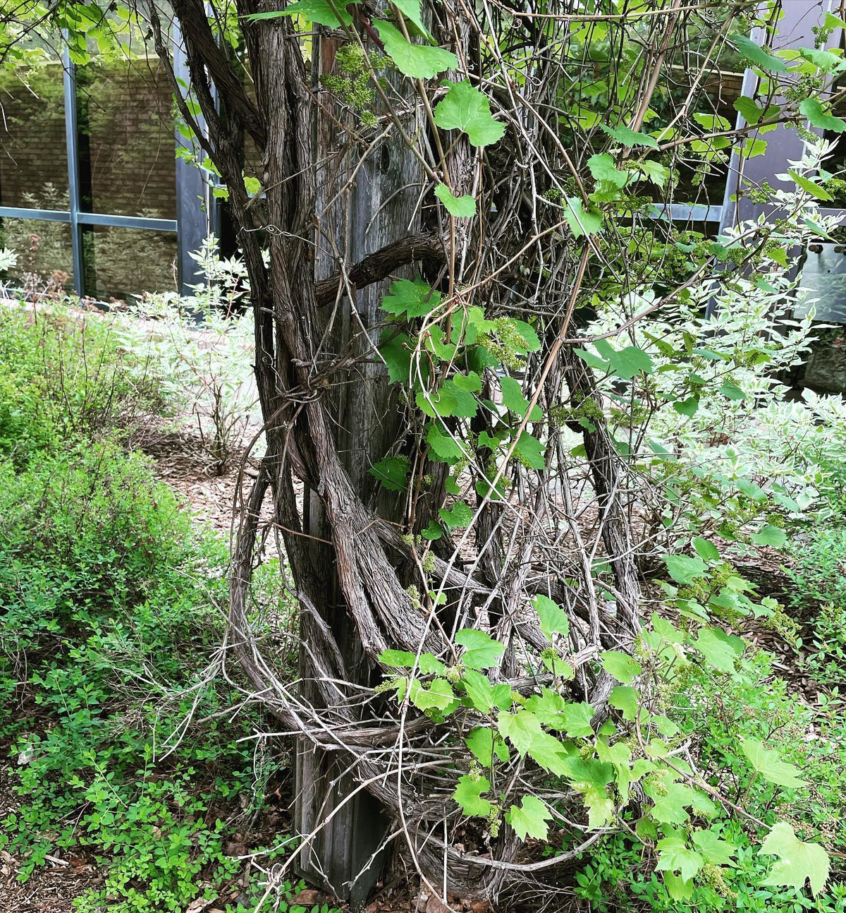 the U of Sask campus in Saskatoon, Saskatchewan has some super nice landscaping, here’s an arbor with some impressive