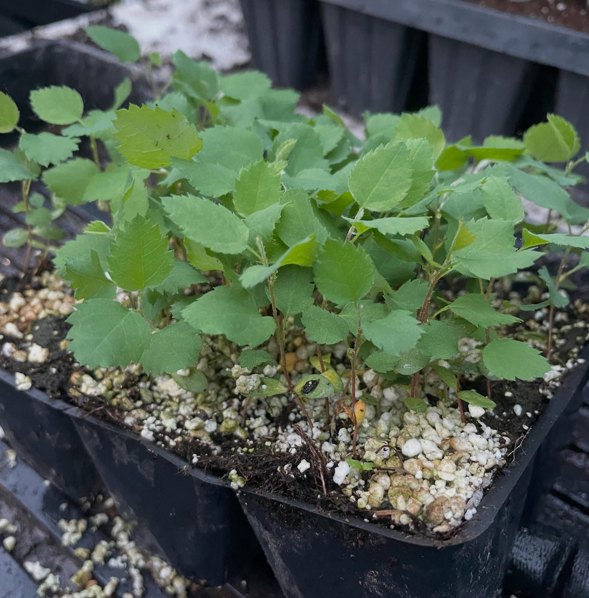 Theissen saskatoon seedlings, image 1 of 2