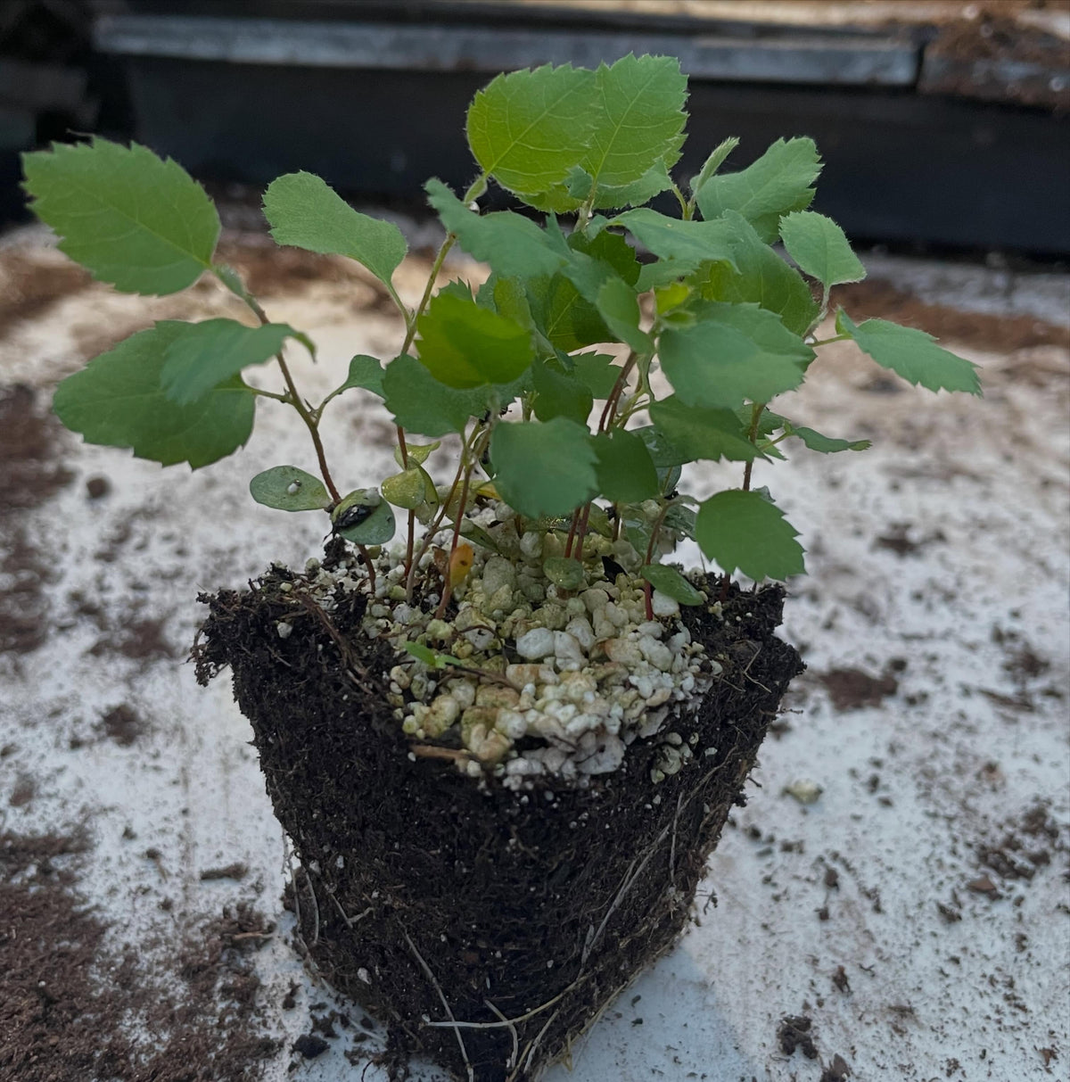 Theissen saskatoon seedlings, image 2 of 2