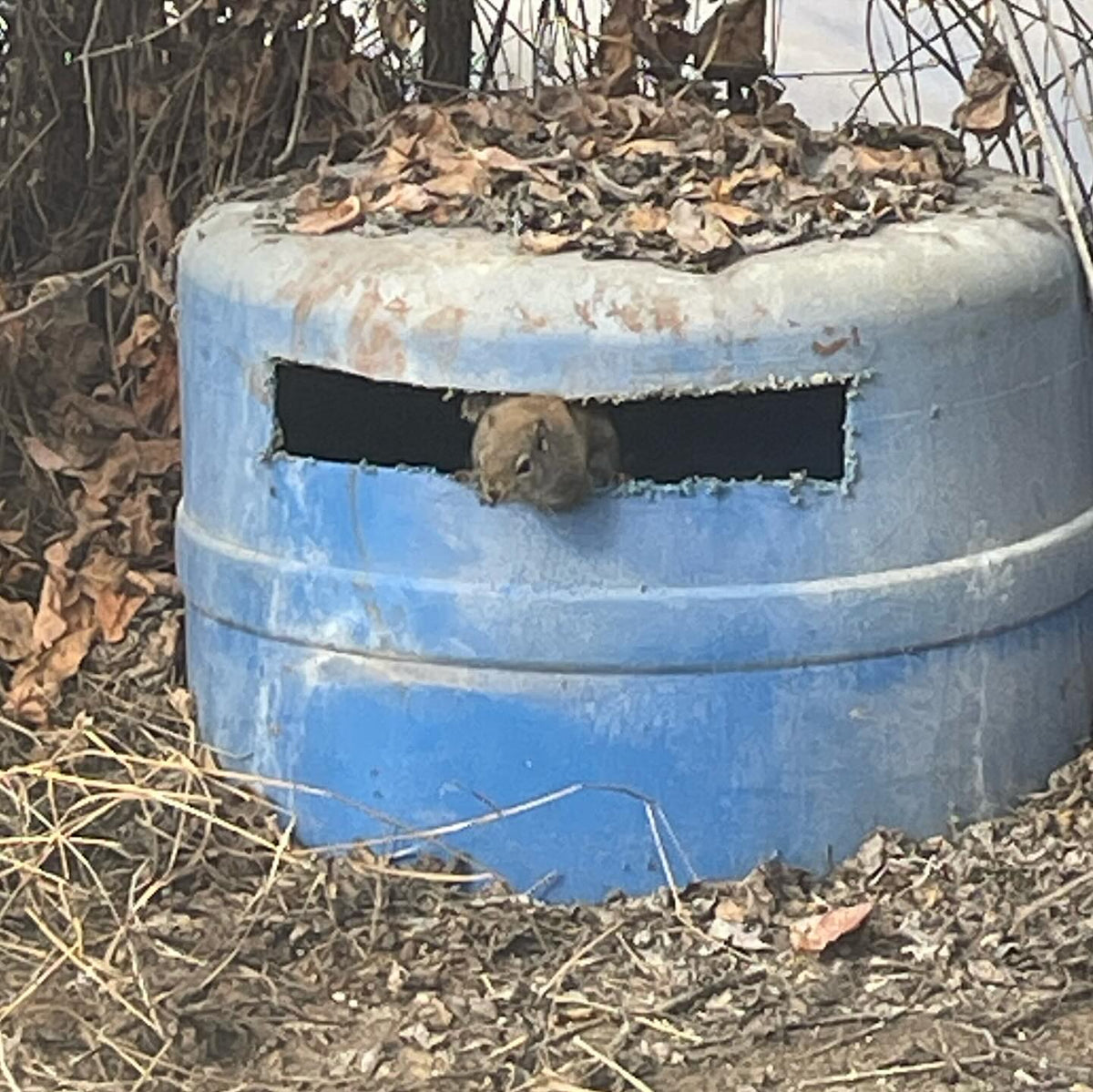 there’s a greenhouse squirrel who might think I just put out a buffet of seeds, so added some squirrel defences, image 1 of 4