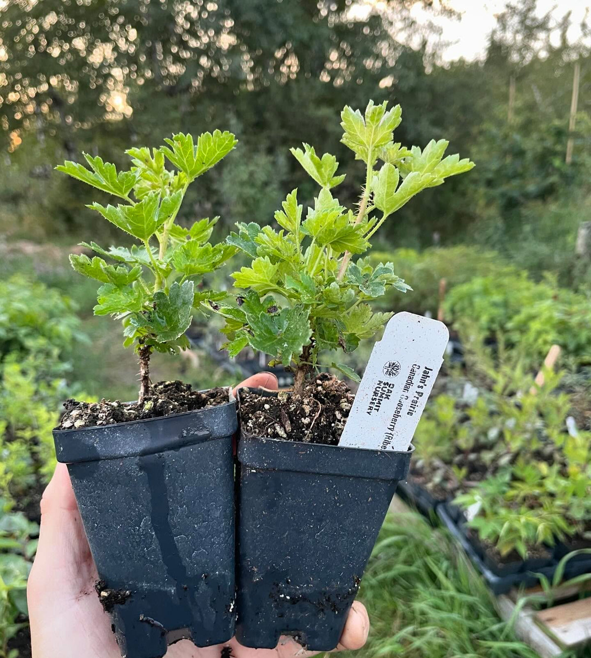 these are jahn’s prairie, a gooseberry selection but not the usual species, it’s Ribes oxyacanthoides our native, image 1 of 2