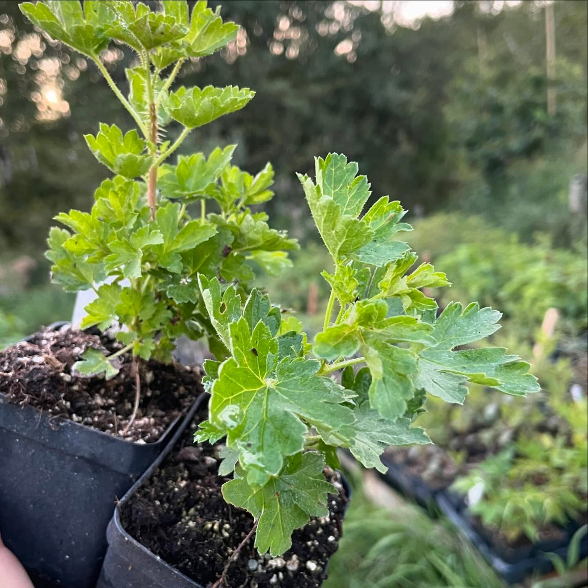 these are jahn’s prairie, a gooseberry selection but not the usual species, it’s Ribes oxyacanthoides our native, image 2 of 2