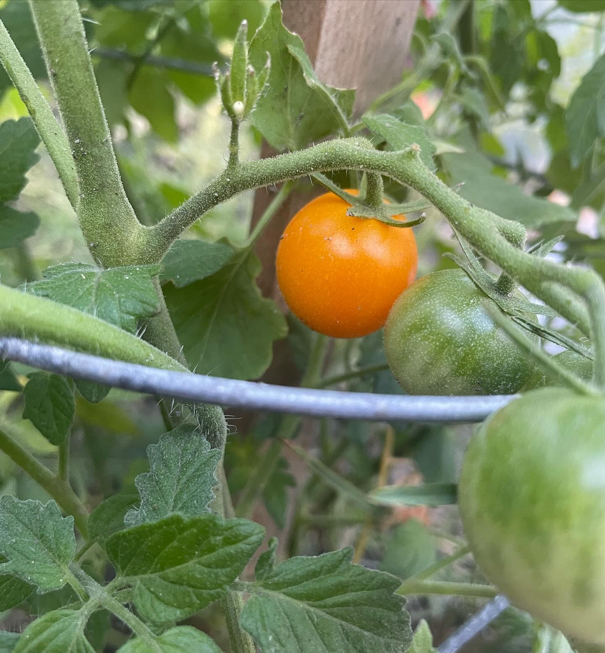 these little guys, sun sugar tomato