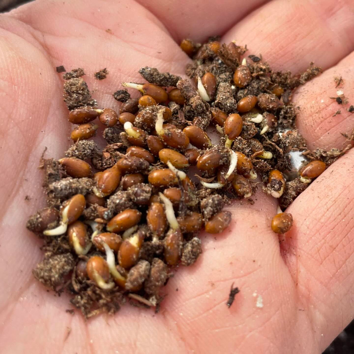 These silver buffaloberry seeds are ready to plant after a few months in the fridge in damp sand, image 1 of 3