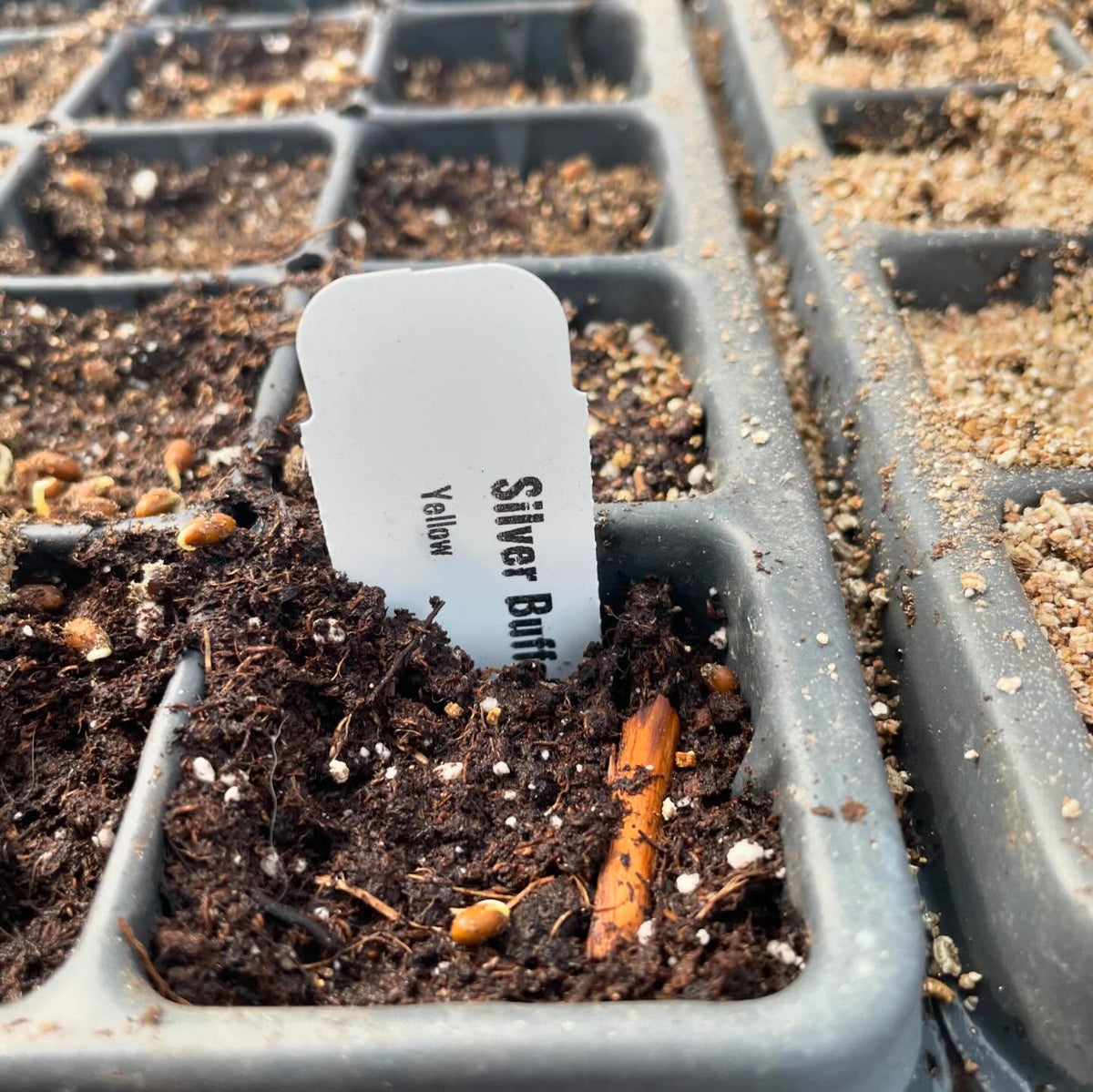 These silver buffaloberry seeds are ready to plant after a few months in the fridge in damp sand, image 2 of 3
