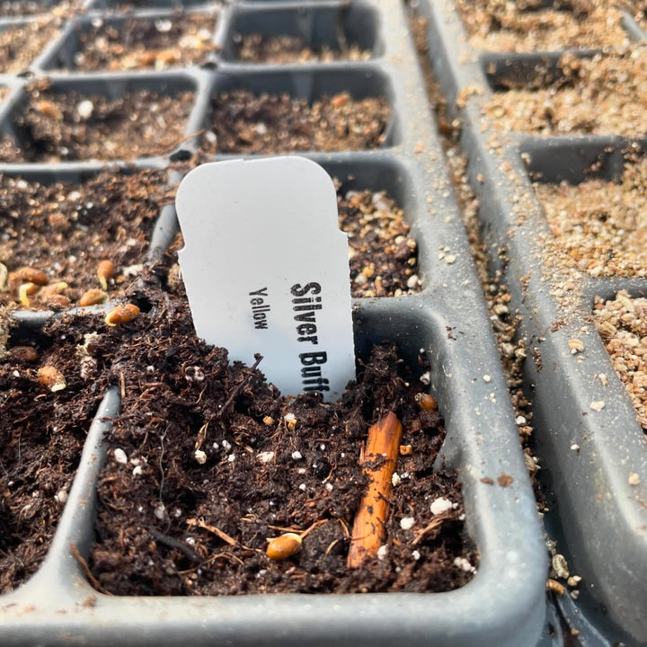 These silver buffaloberry seeds are ready to plant after a few months in the fridge in damp sand, image 2 of 3