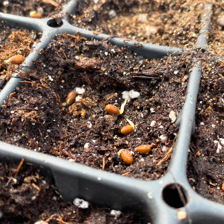These silver buffaloberry seeds are ready to plant after a few months in the fridge in damp sand, image 3 of 3