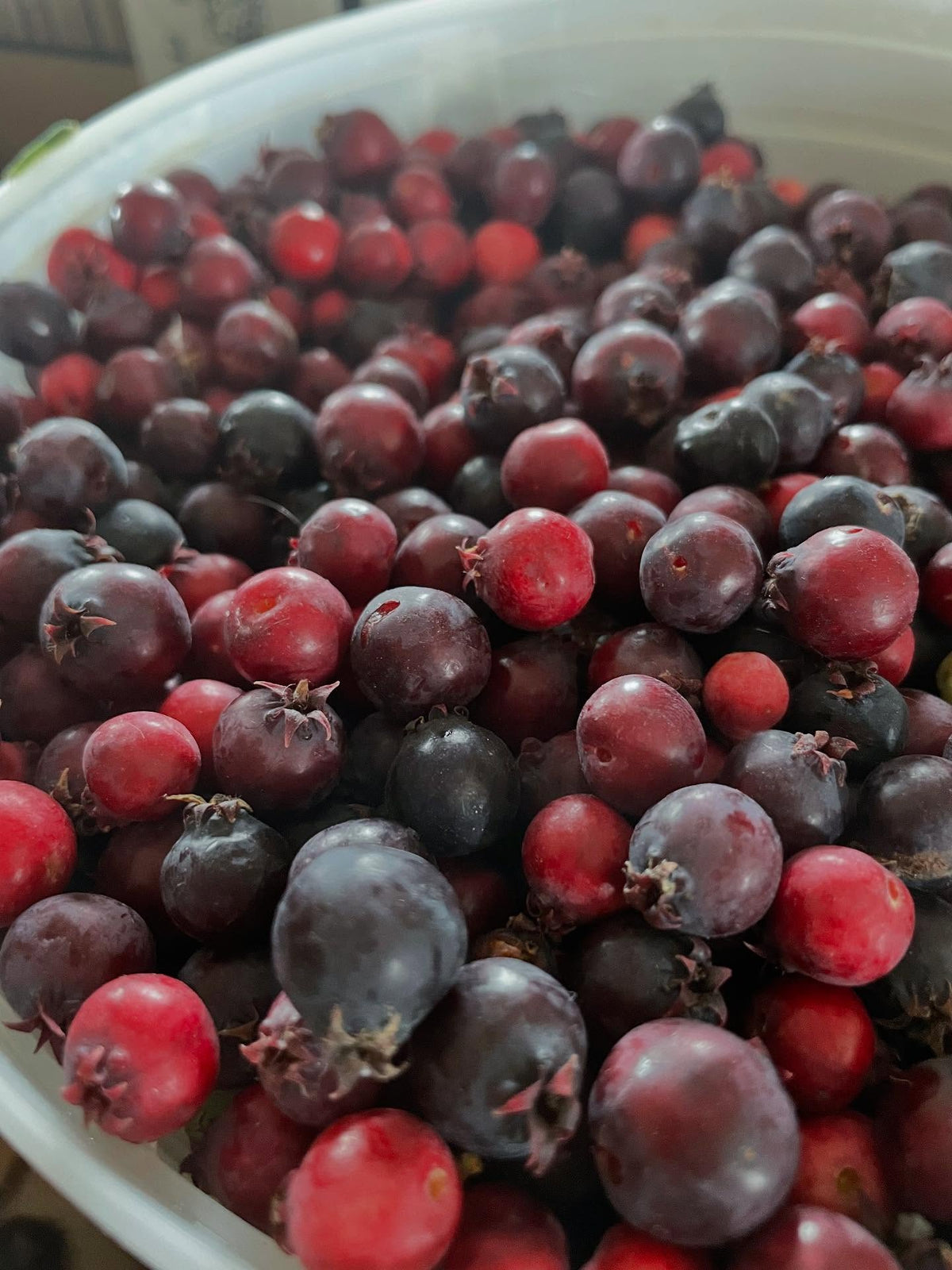 thiessen saskatoons from a local upick, super productive I picked two gallons in an hour this morning, image 1 of 8