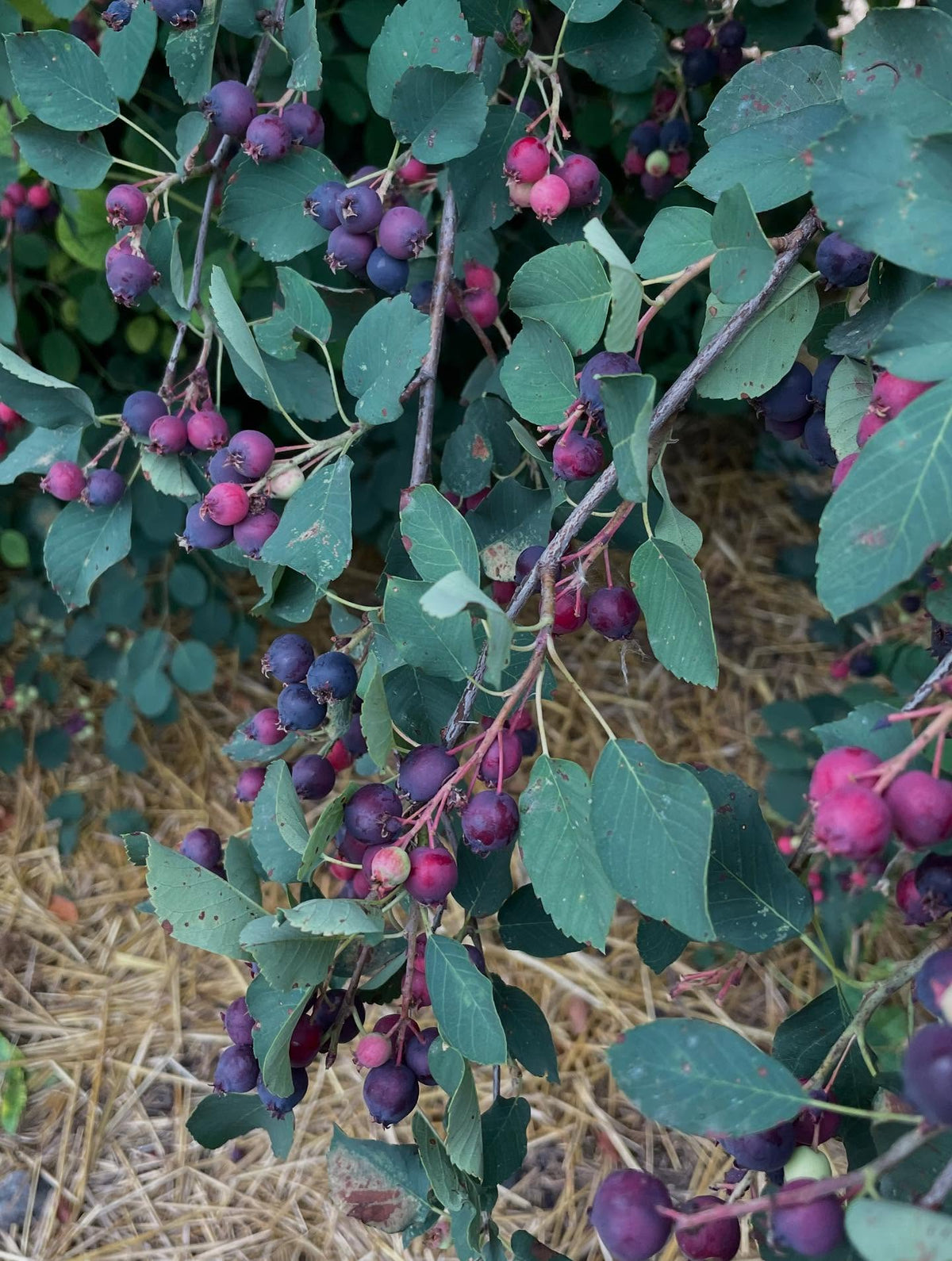 thiessen saskatoons from a local upick, super productive I picked two gallons in an hour this morning, image 2 of 8
