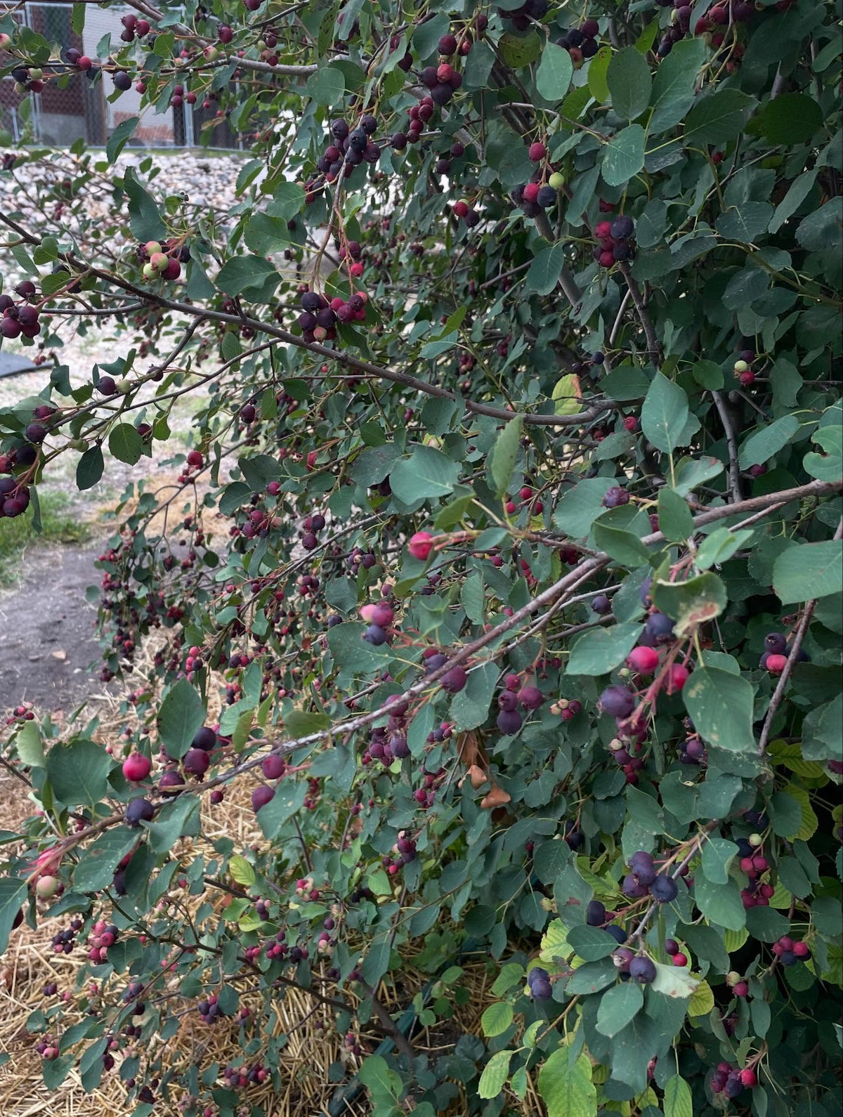 thiessen saskatoons from a local upick, super productive I picked two gallons in an hour this morning, image 3 of 8