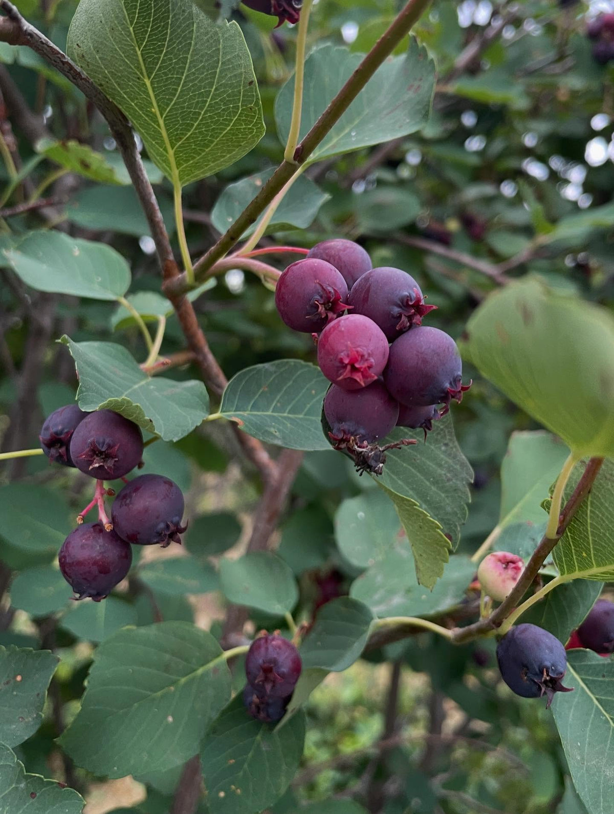 thiessen saskatoons from a local upick, super productive I picked two gallons in an hour this morning, image 4 of 8