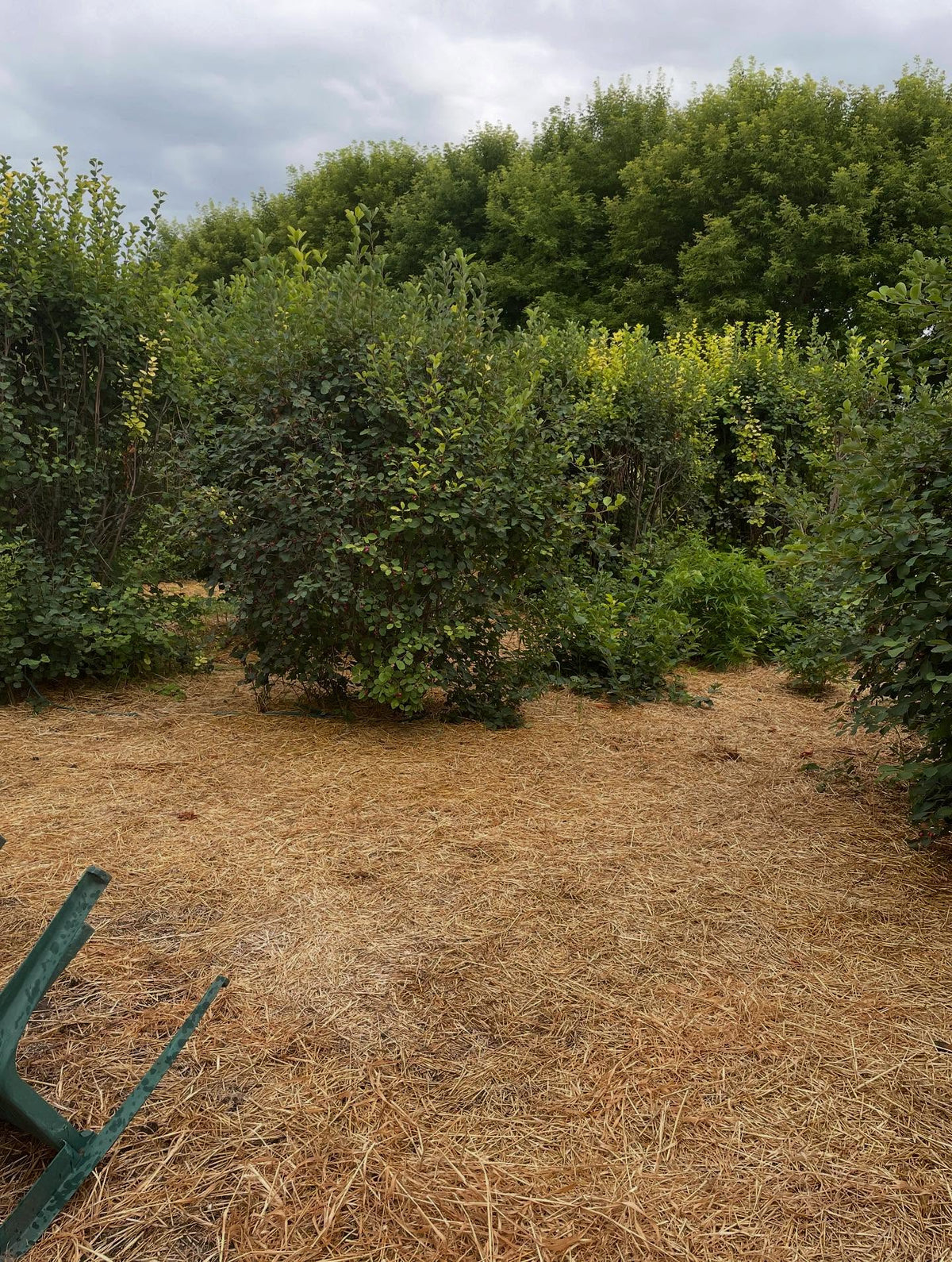 thiessen saskatoons from a local upick, super productive I picked two gallons in an hour this morning, image 5 of 8