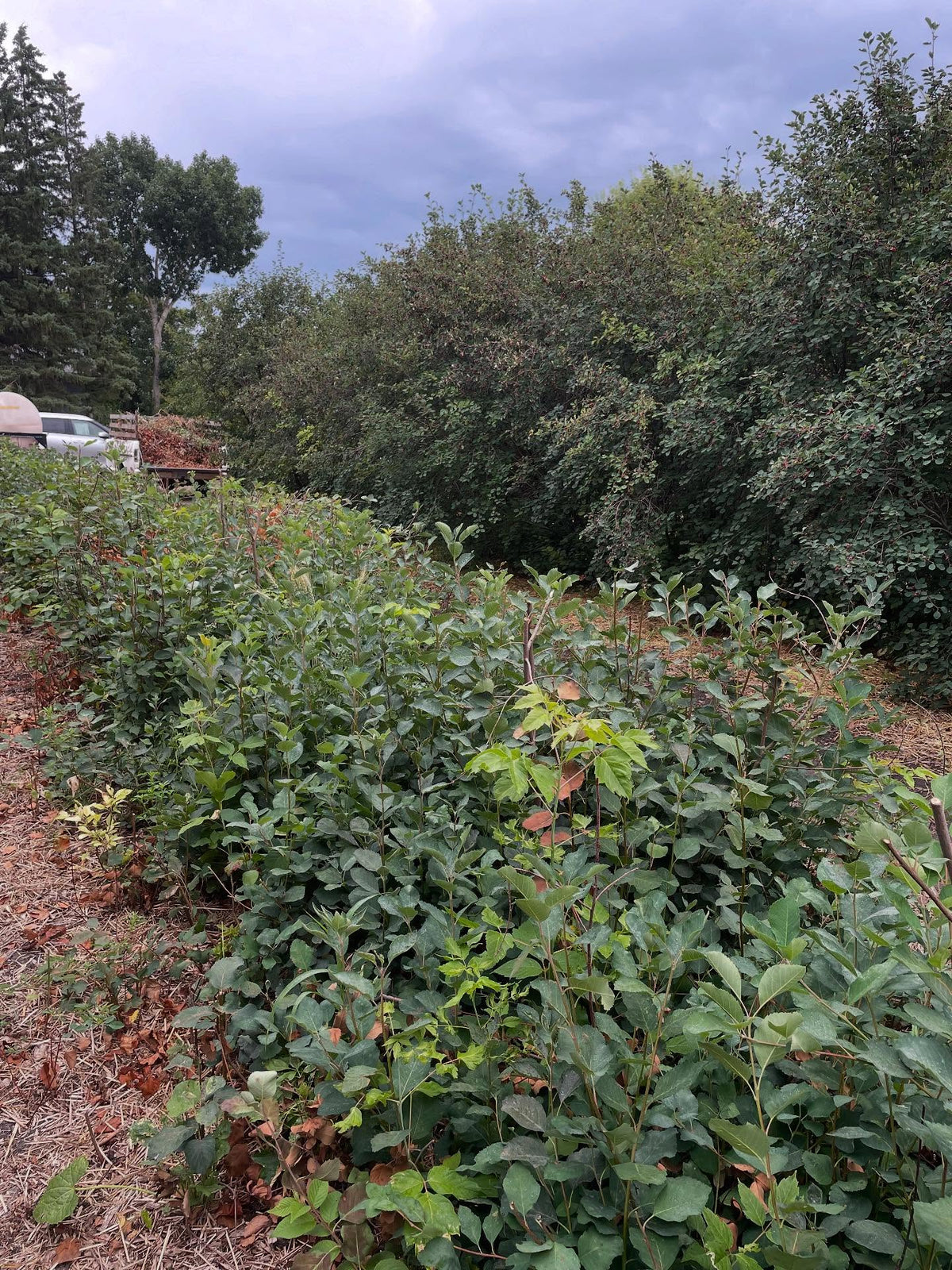 thiessen saskatoons from a local upick, super productive I picked two gallons in an hour this morning, image 6 of 8