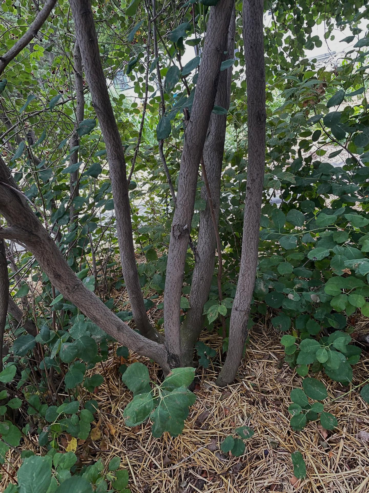 thiessen saskatoons from a local upick, super productive I picked two gallons in an hour this morning, image 7 of 8