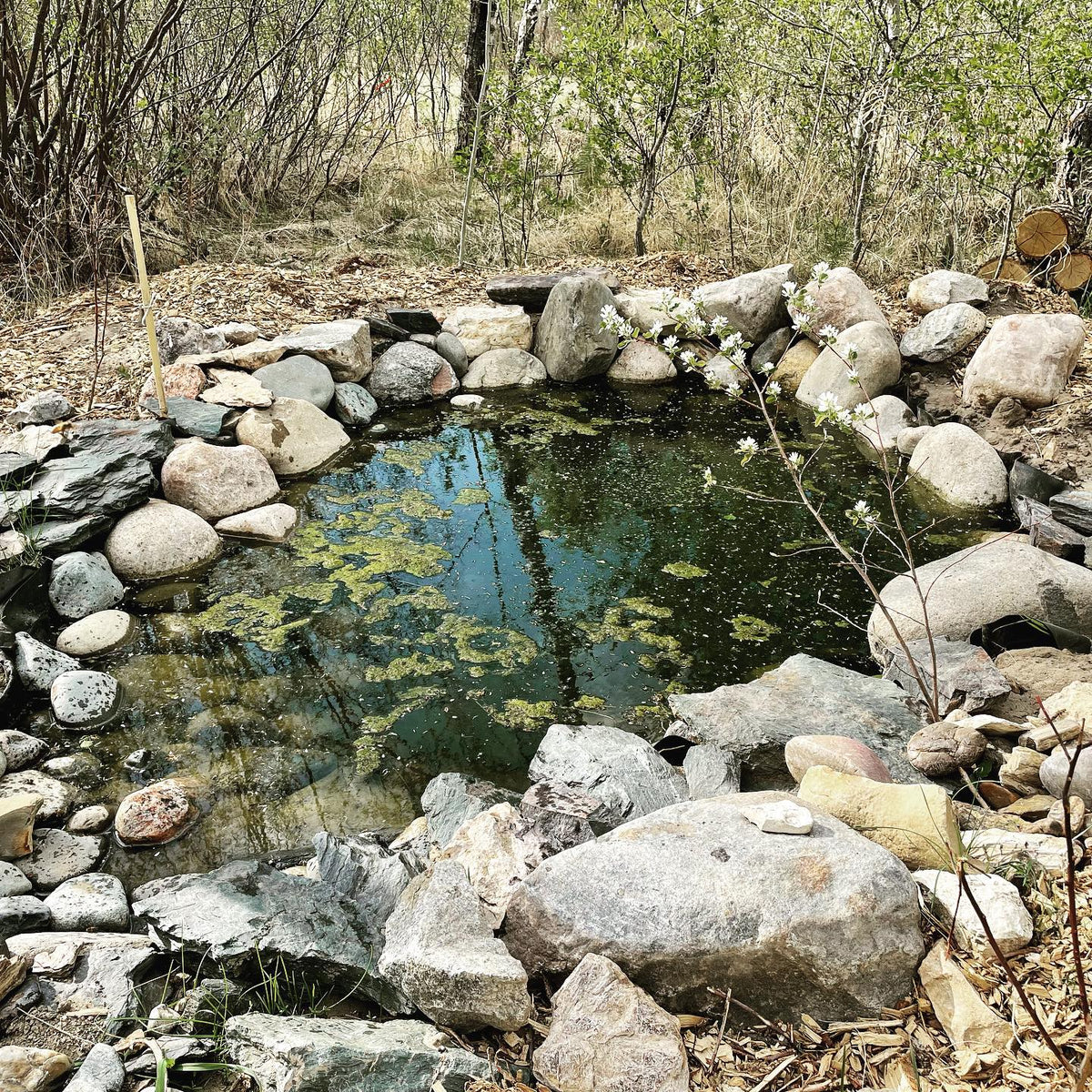 think I got all the Japanese garden elements going on with this cherry flowering over the new pond