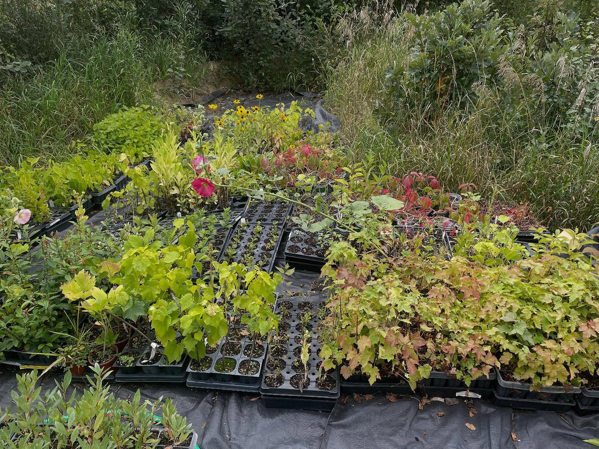 thinking about nursery stock and what to ship in the fall