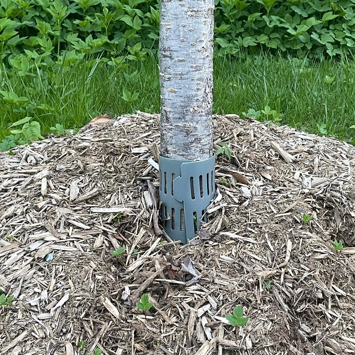 thinking about tree guards we can use over the winter to keep the voles away from our tastey apple bark