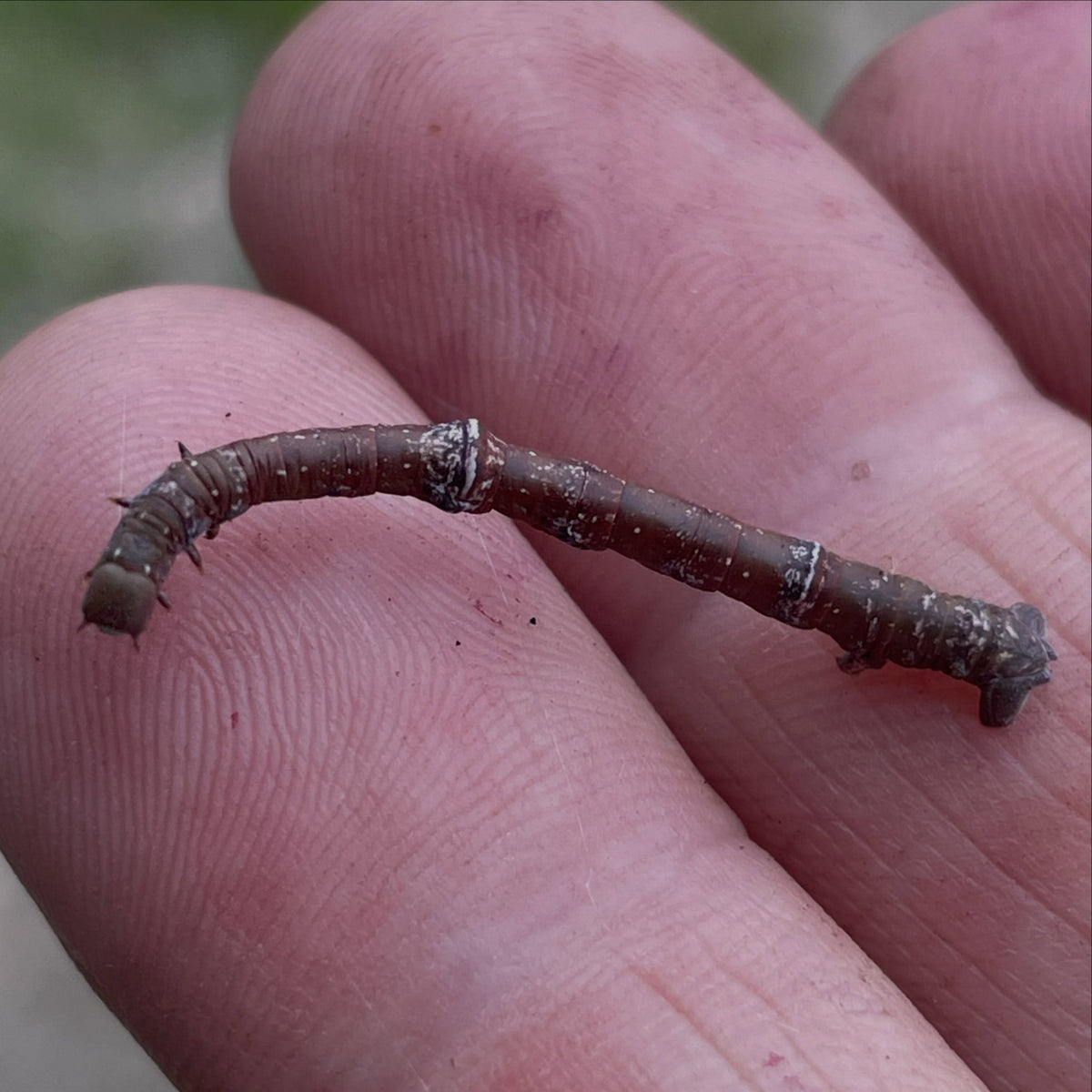 this caterpillar hiding in the chokecherry branches looks exactly like a chokecherry twig, image 1 of 4