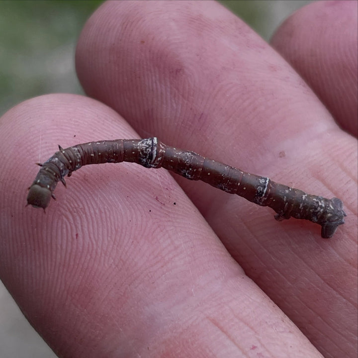 this caterpillar hiding in the chokecherry branches looks exactly like a chokecherry twig, image 1 of 4