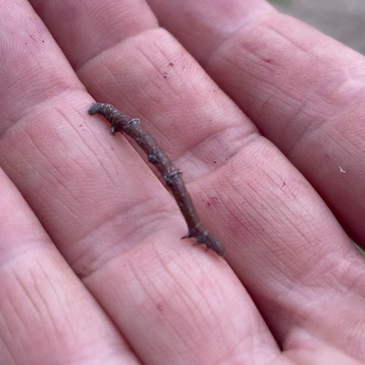 this caterpillar hiding in the chokecherry branches looks exactly like a chokecherry twig, image 2 of 4