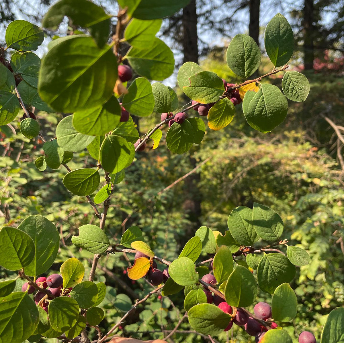 this **cotoneaster had unusual fruiting that hugged the stems in long strings, large fruit and more productive, image 1 of 3