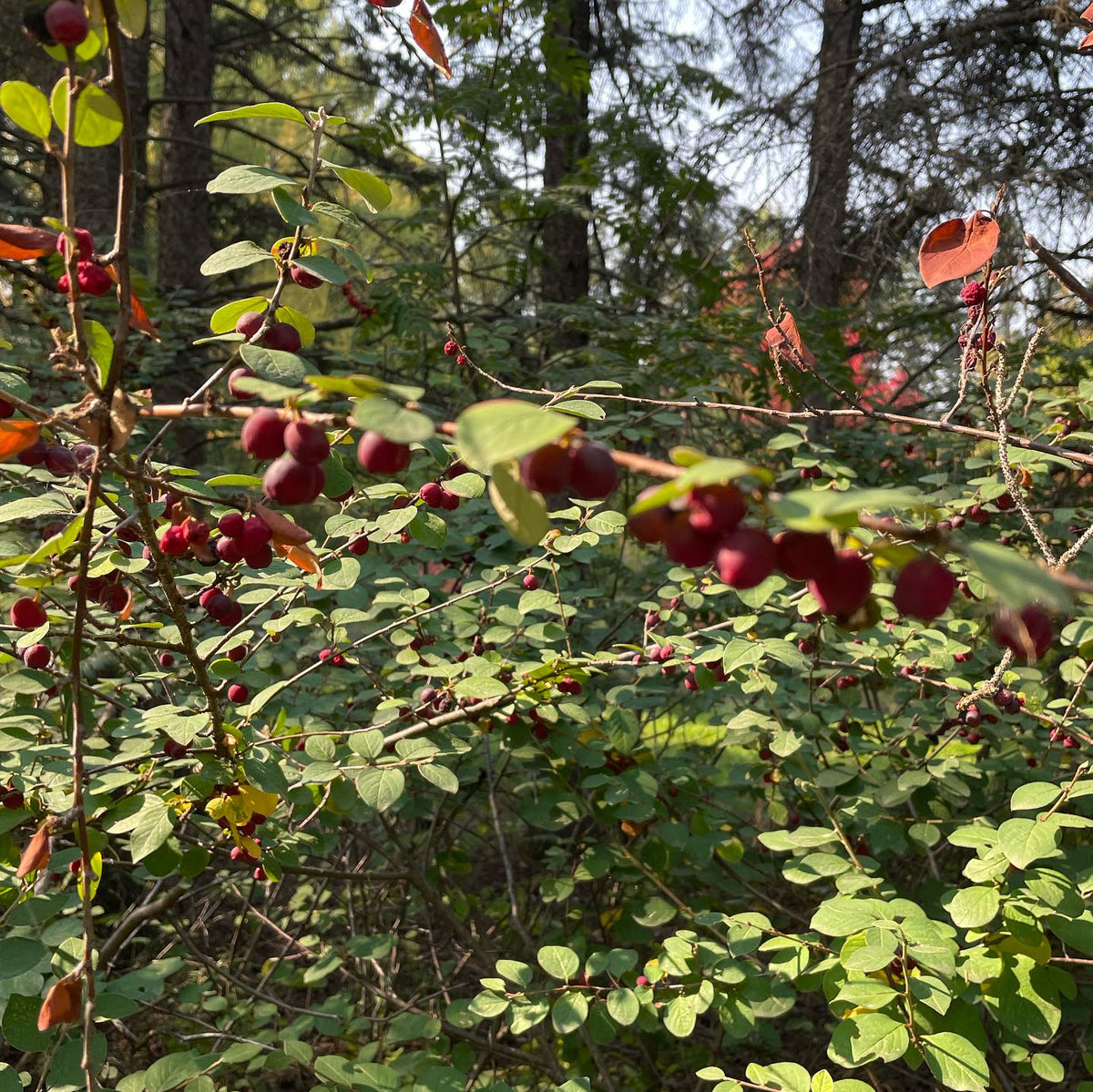 this **cotoneaster had unusual fruiting that hugged the stems in long strings, large fruit and more productive, image 2 of 3