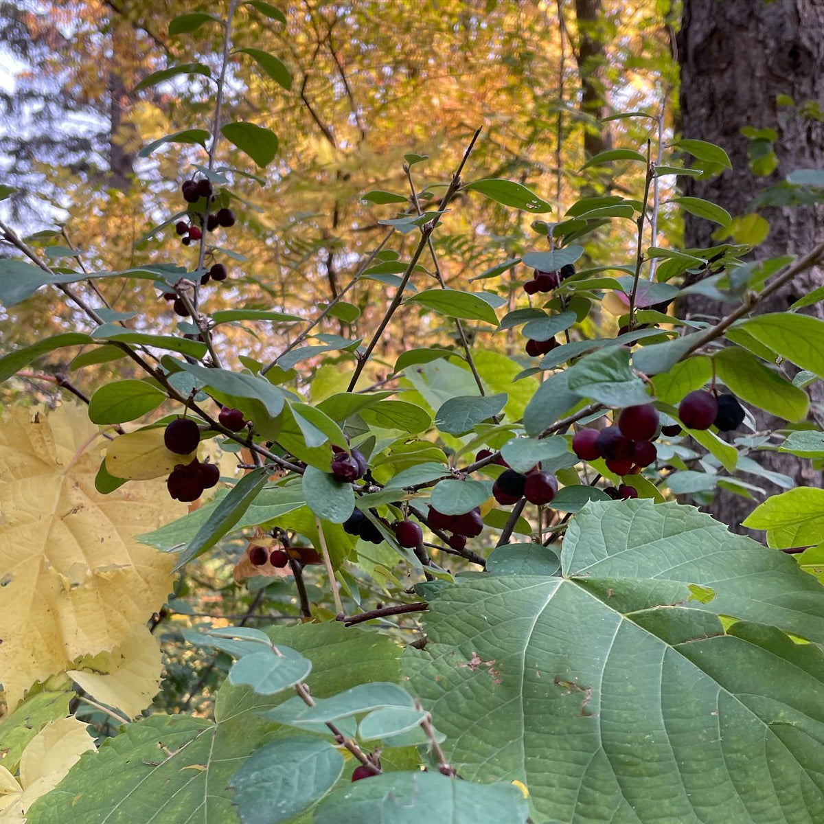 this **cotoneaster had unusual fruiting that hugged the stems in long strings, large fruit and more productive, image 3 of 3