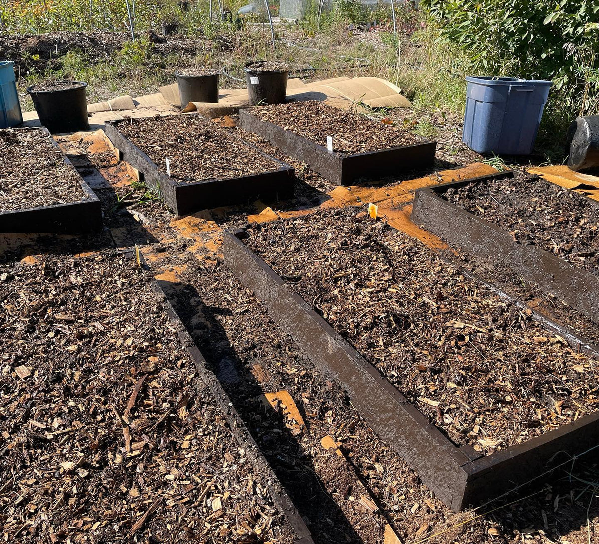 this fall we’re using 4x2’ raised beds for our tree seeds