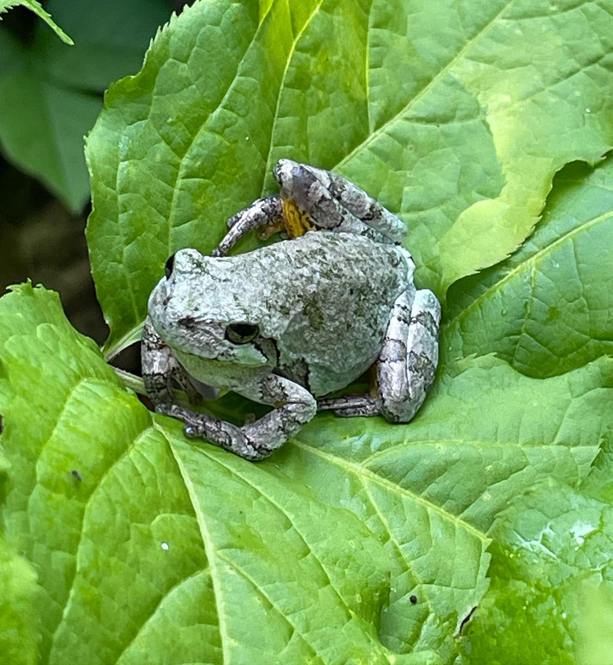this guy chilling on the sarsaparilla leaves trail side #toad