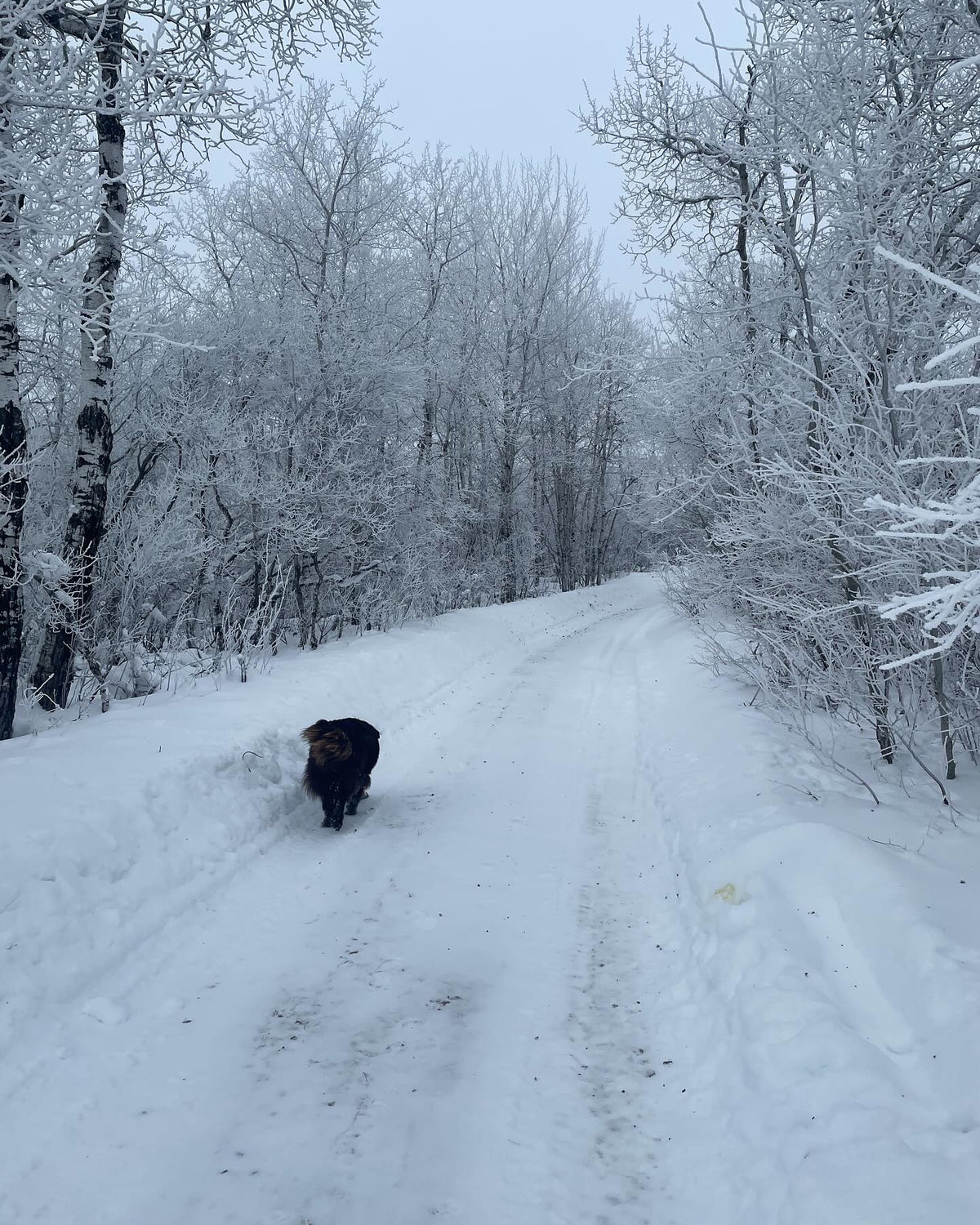 this is Pepsi, he’s cold hardy to usda zone 3, image 2 of 3