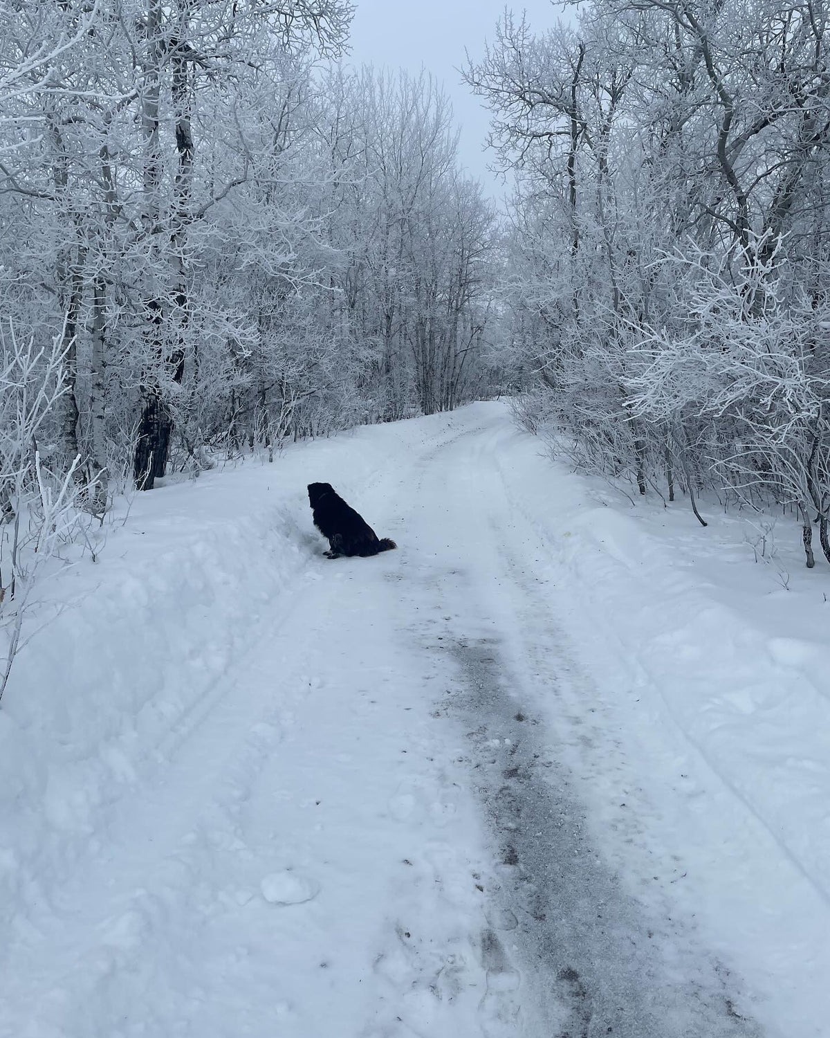 this is Pepsi, he’s cold hardy to usda zone 3, image 3 of 3