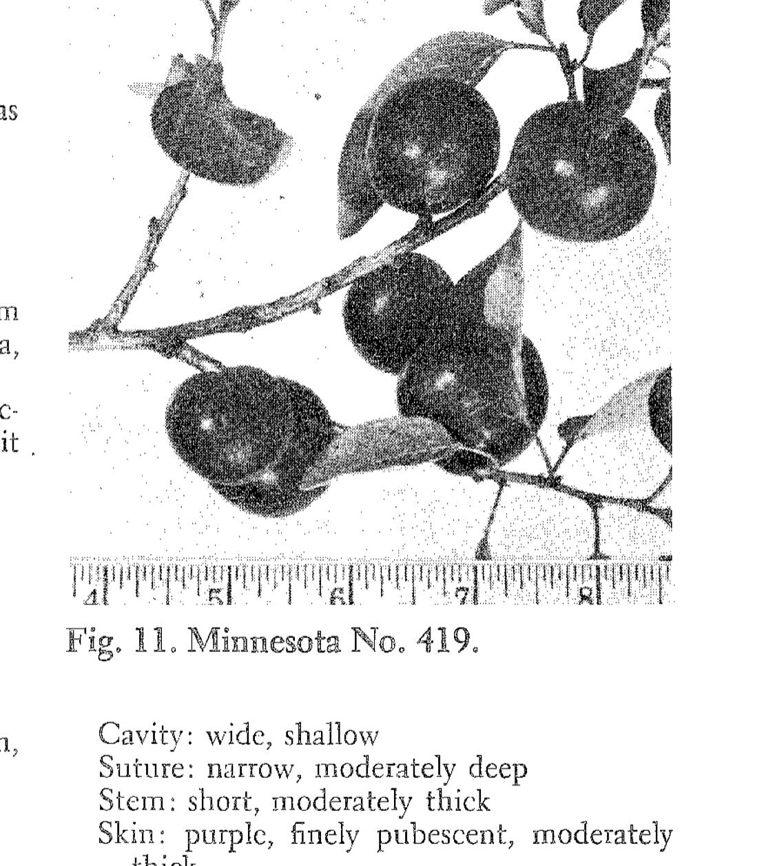this is something I feel driven to do, breeding new hybrid fruits, it’s mad science gardening, image 2 of 3