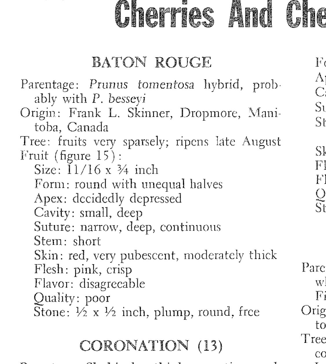 this is something I feel driven to do, breeding new hybrid fruits, it’s mad science gardening, image 3 of 3