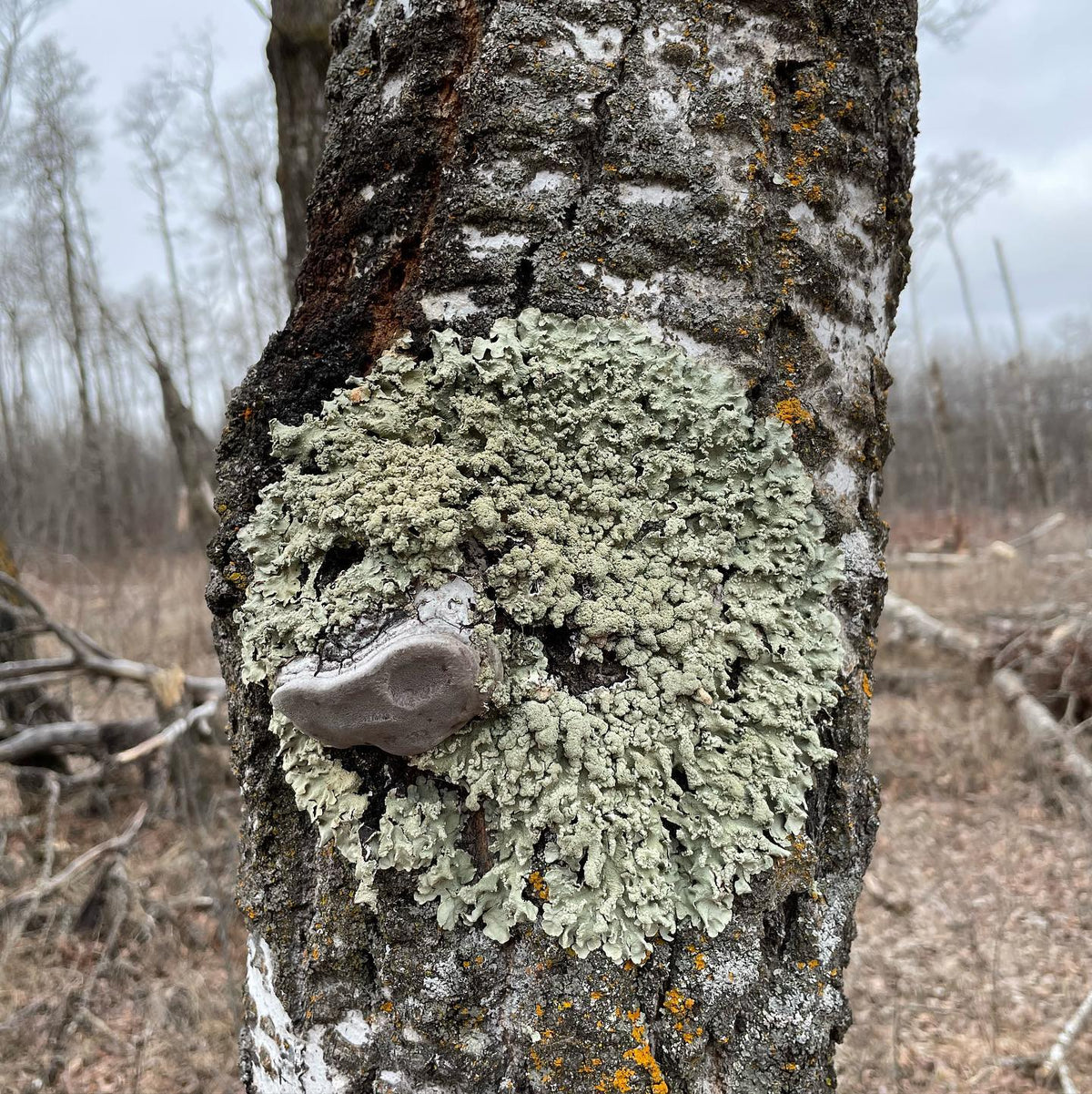 this lichen will probably outlive the aspen tree, it grows along my favourite walking trail