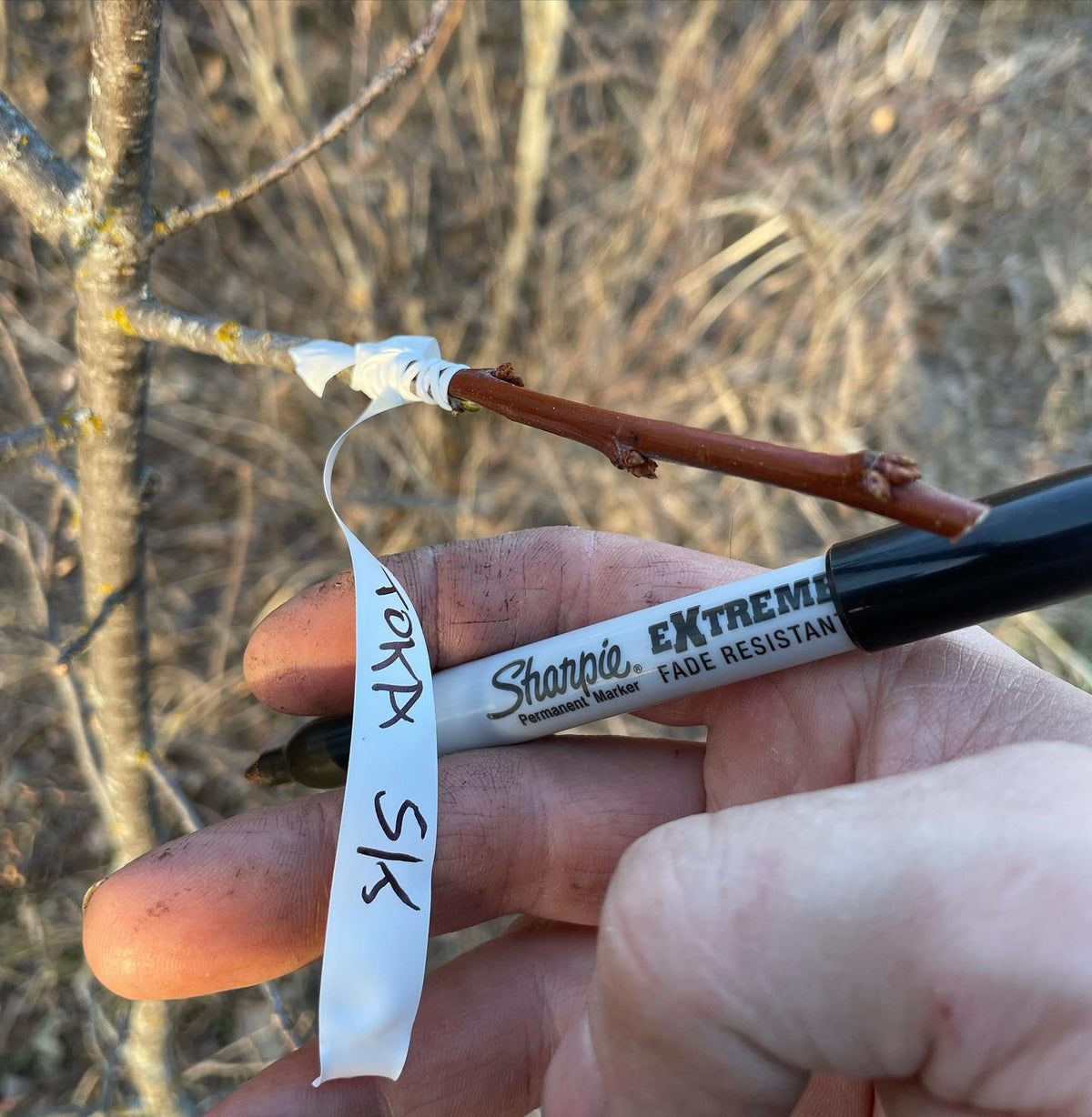 this season I’ve been using budding tape for tying grafts in the field, leaving a tail makes for a quick label, image 1 of 2