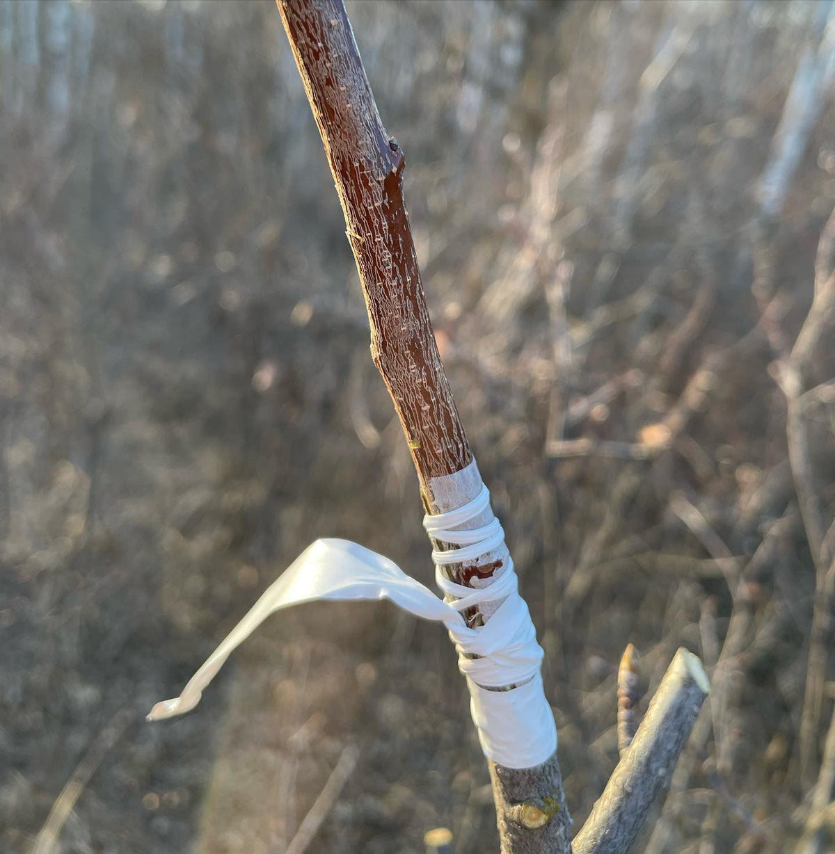 this season I’ve been using budding tape for tying grafts in the field, leaving a tail makes for a quick label, image 2 of 2