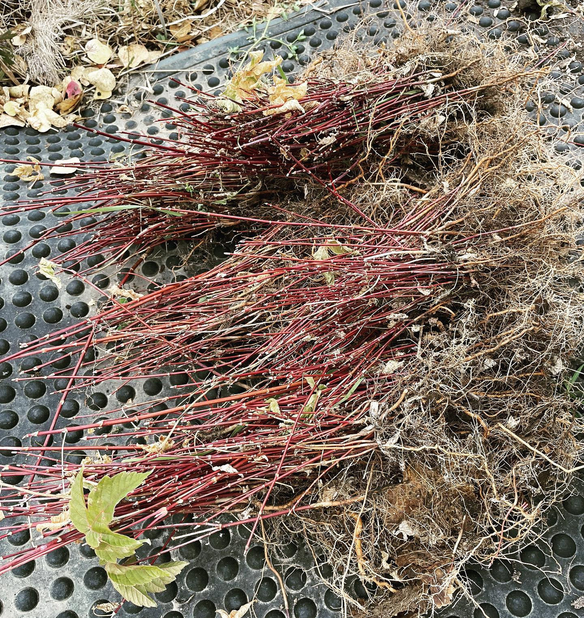 this small bed of boxelder was ready to lift, high density kept them small, but it was also the first year for this, image 1 of 2