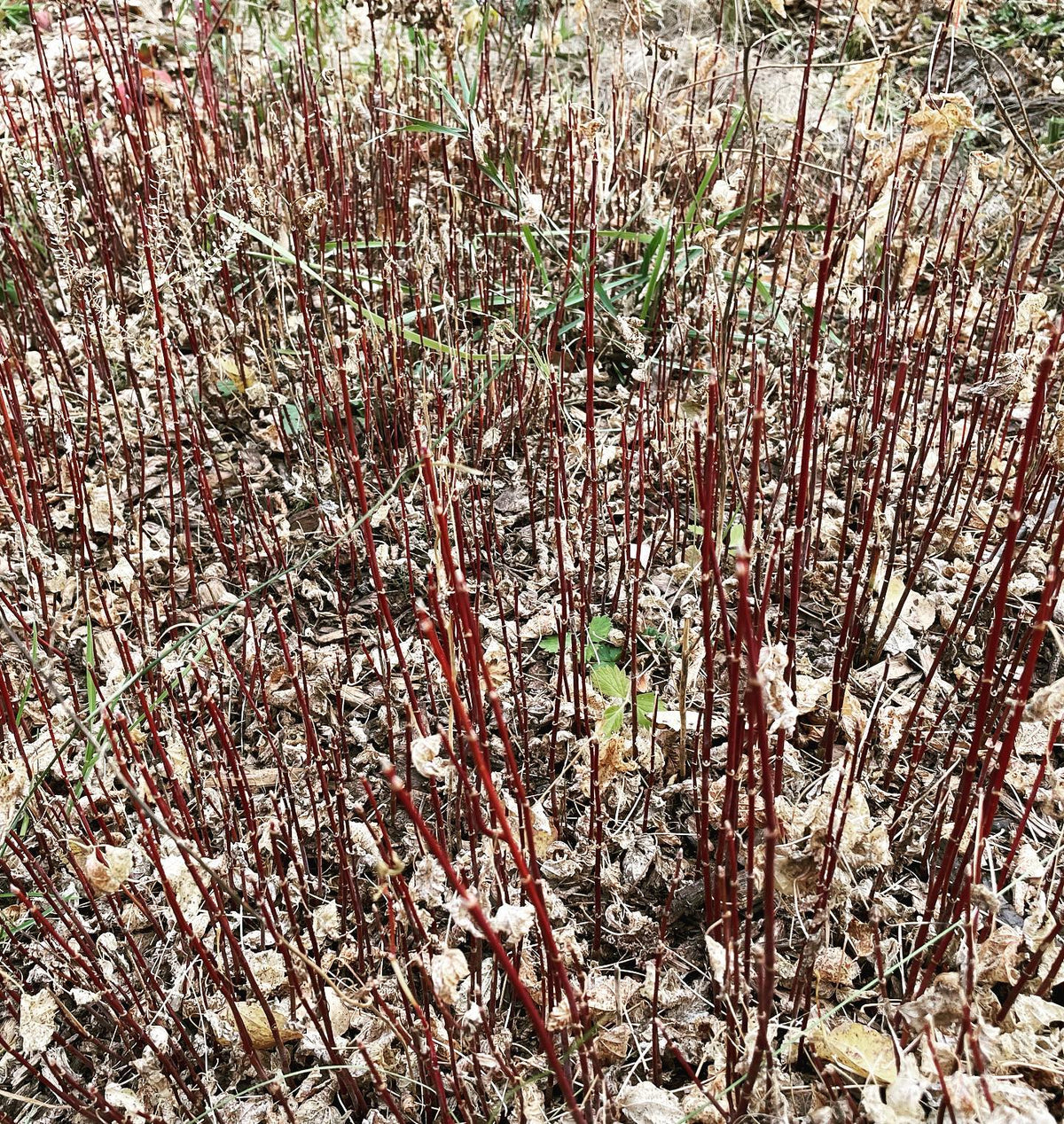 this small bed of boxelder was ready to lift, high density kept them small, but it was also the first year for this, image 2 of 2