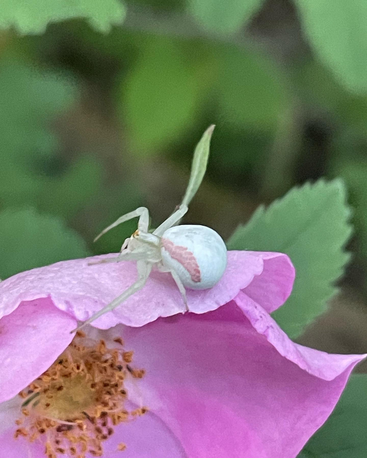 this spider is the same color as the wild rose it was hiding inside, image 2 of 3