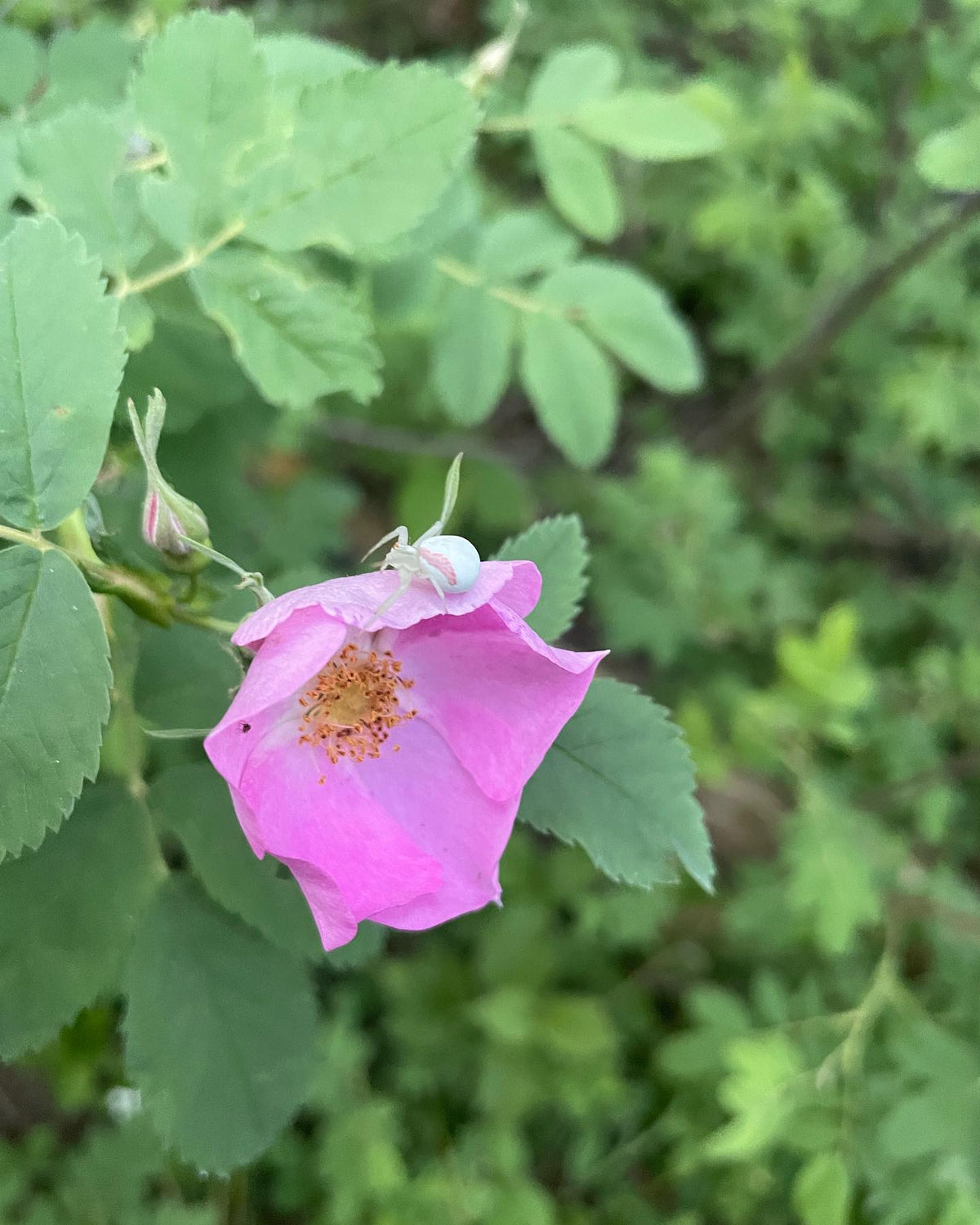 this spider is the same color as the wild rose it was hiding inside, image 3 of 3