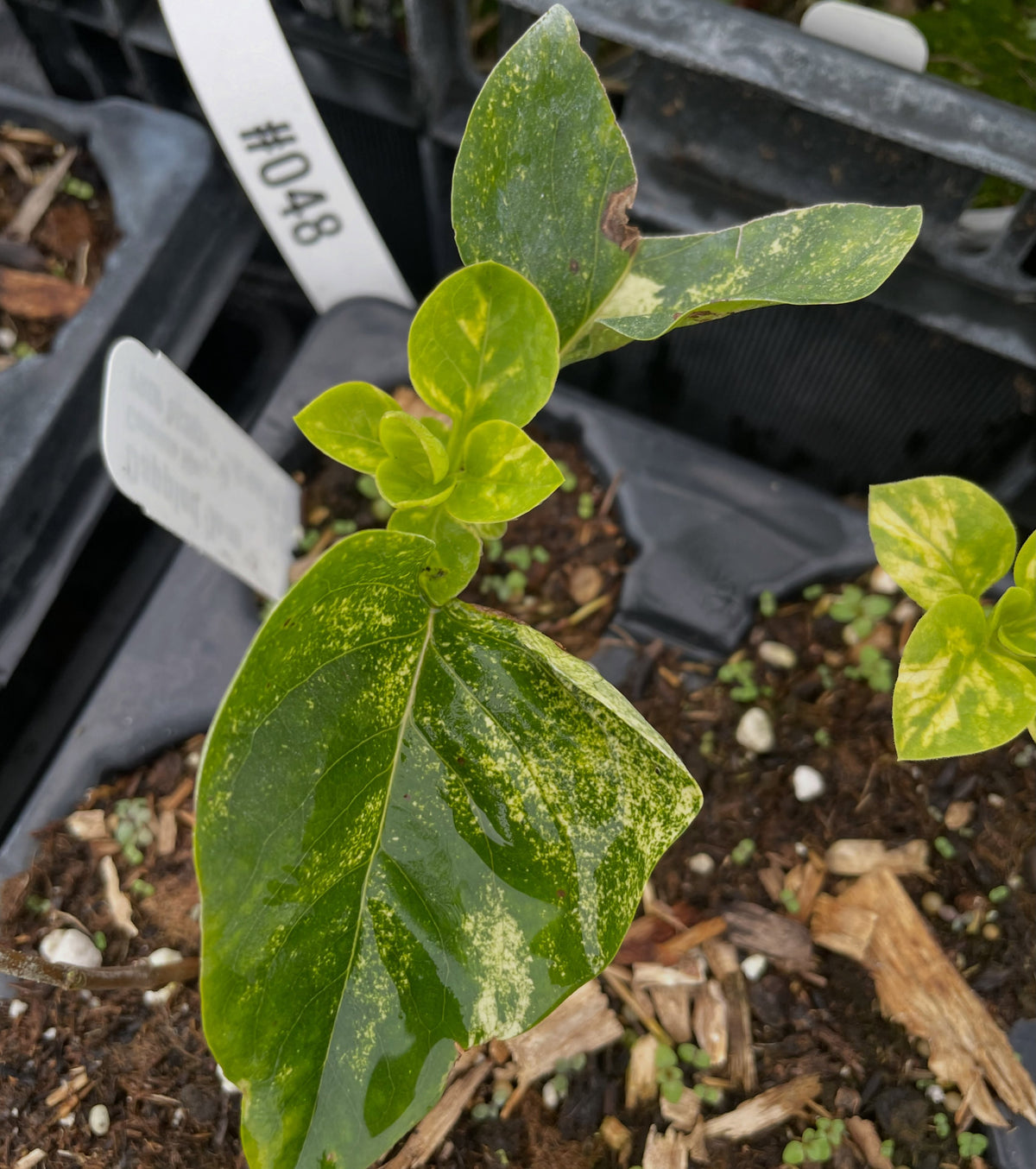New growth on a rooted variegated lilac