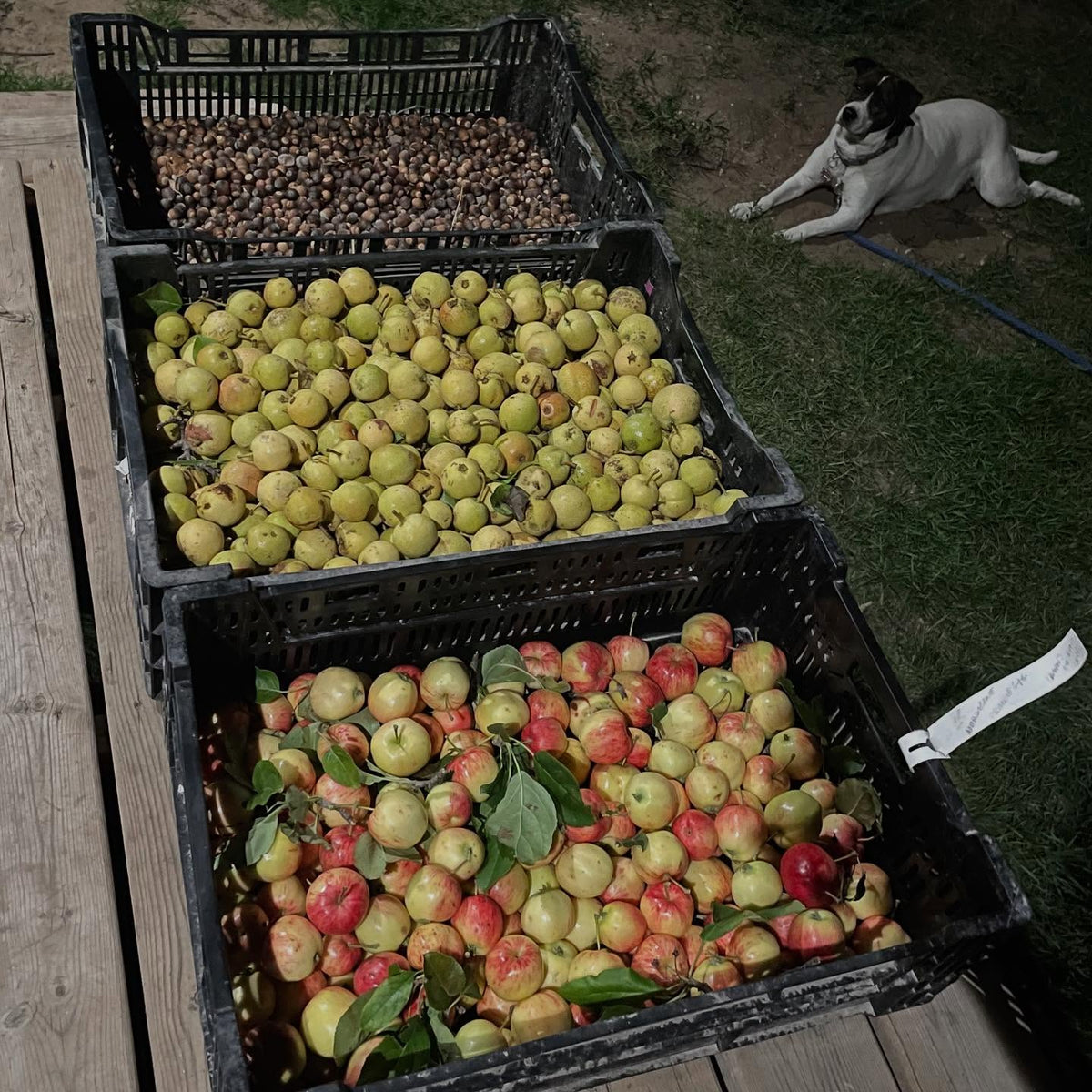 this time of year I'm collecting fruit and nuts before wildlife finds them