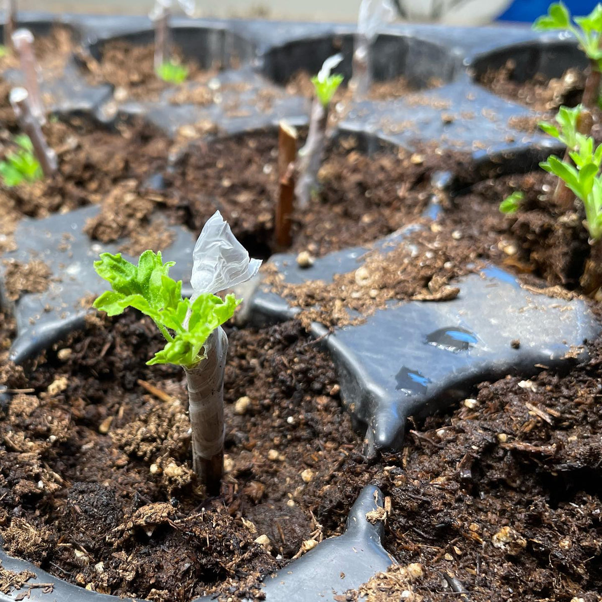 three new cultivars of black currants from dormant hardwood cuttings - growing indoors at 2 weeks from sticking