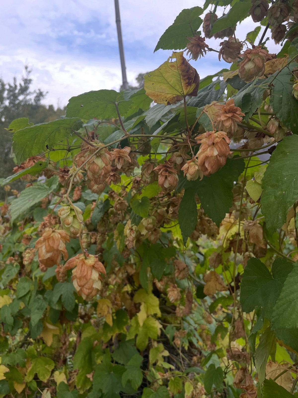 time to collect hops, as soon as they get some brown, image 2 of 2