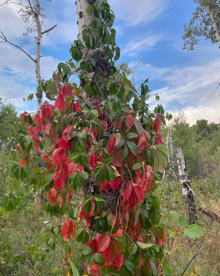 time to collect virginia creeper seeds, image 1 of 2