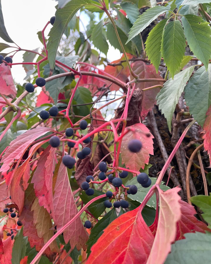 time to collect virginia creeper seeds, image 2 of 2