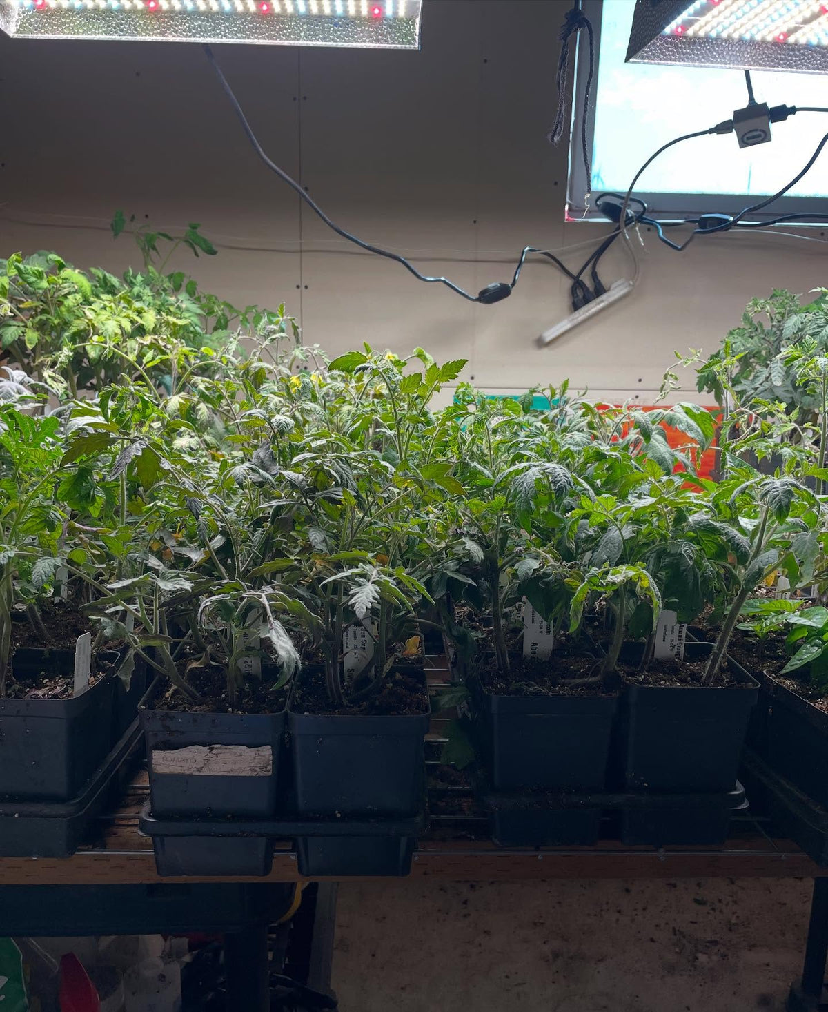 time to move tomatoes into the greenhouse