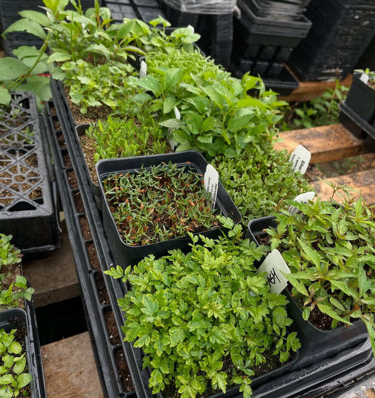 time to pot up these seedlings, image 1 of 2