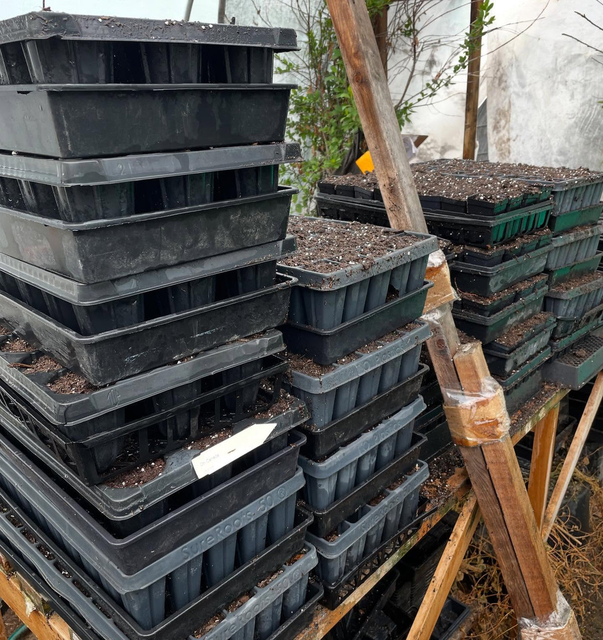 time to pot up these seedlings, image 2 of 2